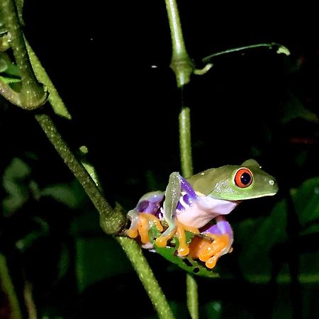 H Et L Leilighet Tortuguero Eksteriør bilde